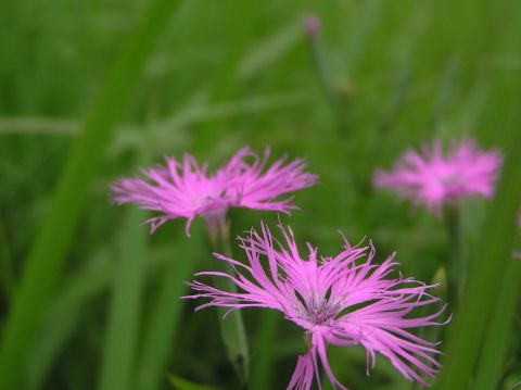 c0042869_20255394.jpg