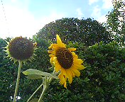 c0066080_1846534.jpg