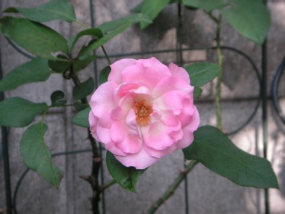 c0108693_2225297.jpg