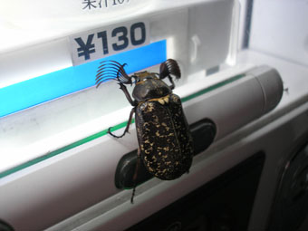 e0083097_22124494.jpg