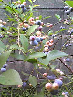 c0103205_2215485.jpg