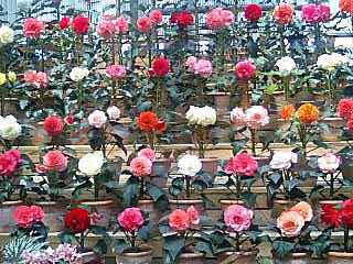 e0092907_2035438.jpg