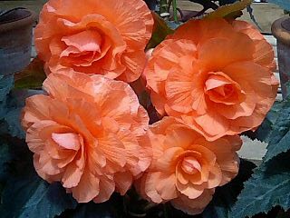 e0092907_20414138.jpg