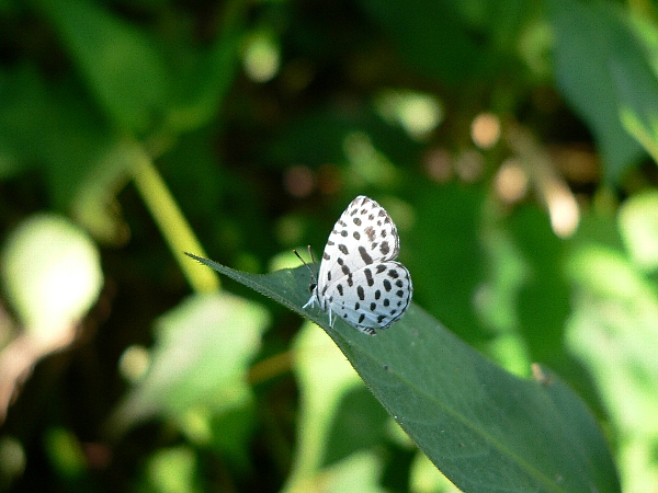 e0002314_19361273.jpg