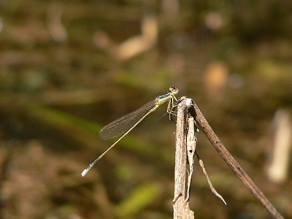e0002314_19363392.jpg