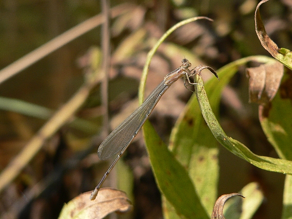 e0002314_19375875.jpg