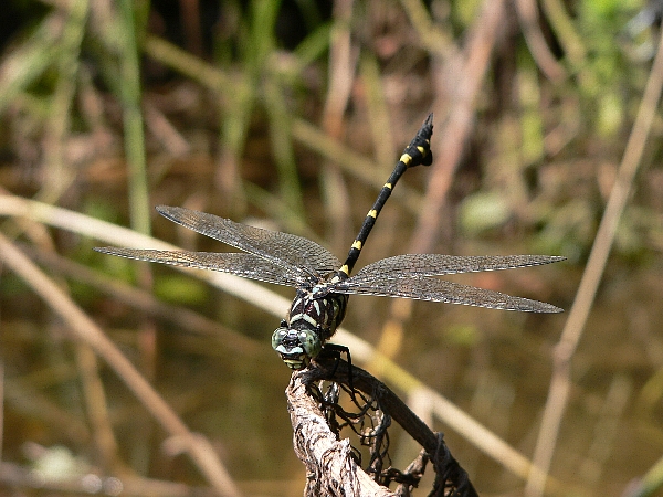 e0002314_19381245.jpg