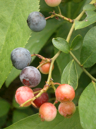c0086221_2120304.jpg