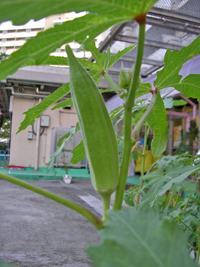 f0032340_113571.jpg