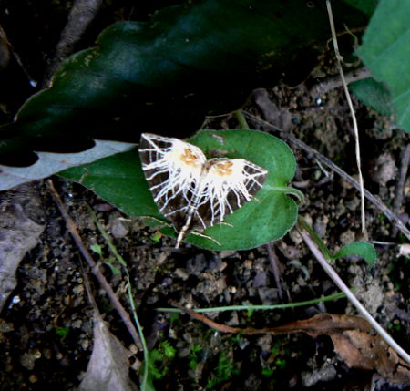 d0091754_353661.jpg