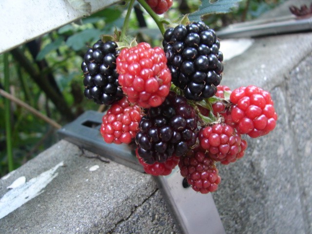 b0061261_18515384.jpg