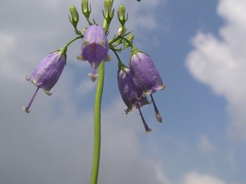 c0042869_22291766.jpg