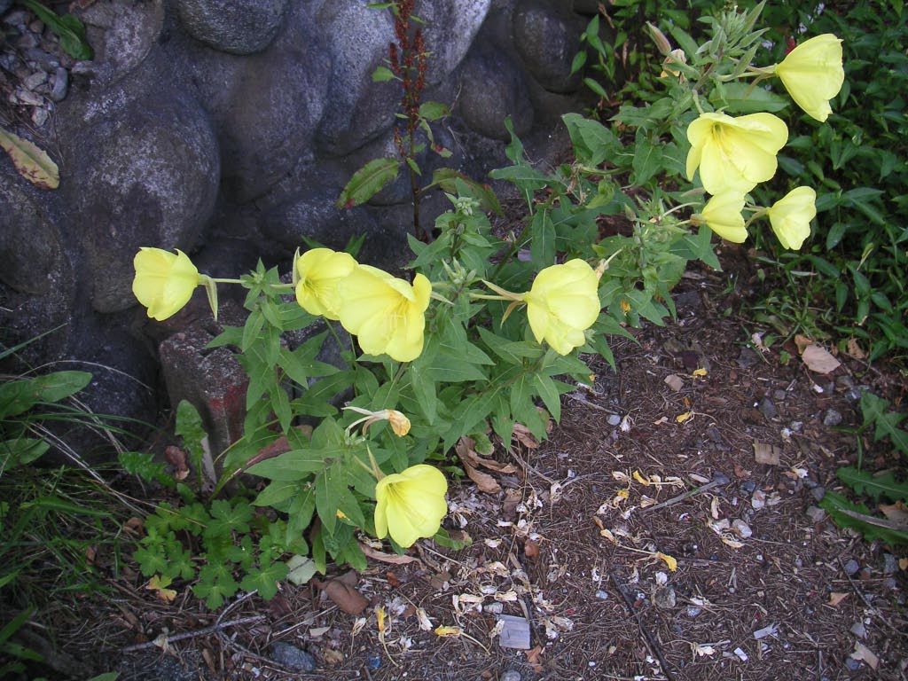 e0023183_154172.jpg