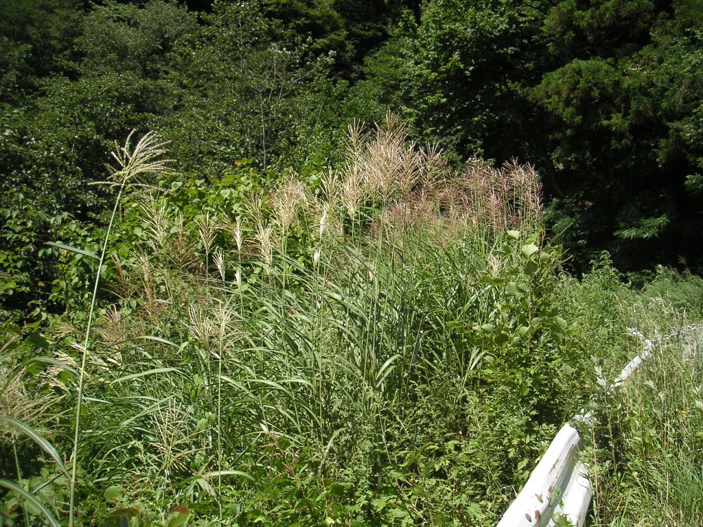 e0023183_1562081.jpg