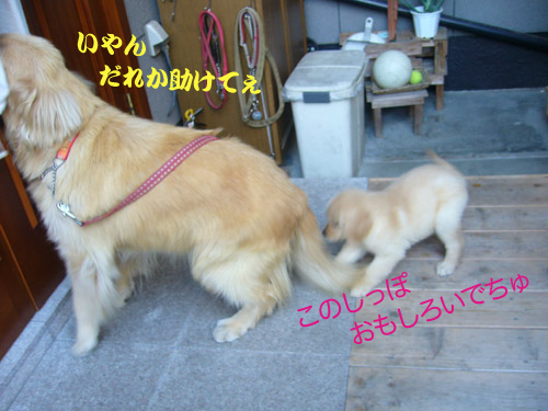 c0085188_9102164.jpg