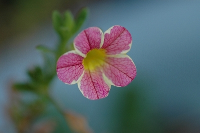 a0017634_655641.jpg