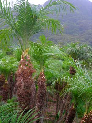 e0097770_17305068.jpg