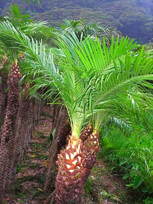 e0097770_17312794.jpg