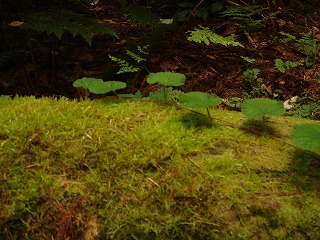 a0105281_20512499.jpg