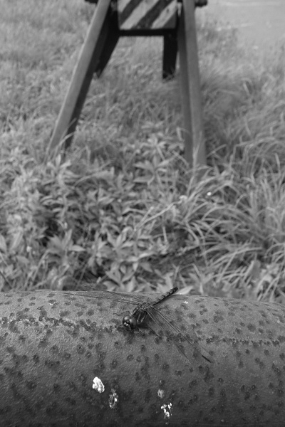 e0051186_1755128.jpg