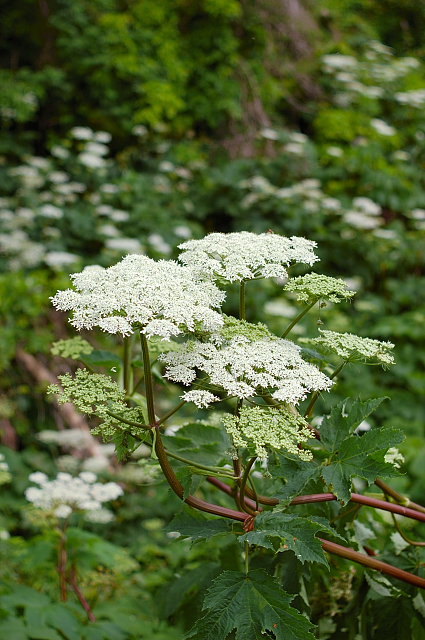 c0134295_11522625.jpg