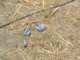 d0070007_21134532.jpg