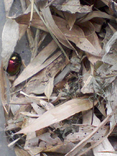 e0015915_1215964.jpg