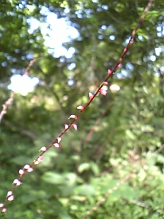 f0148927_1848431.jpg