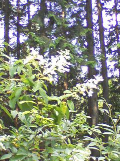 d0053940_1554669.jpg