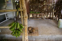 f0120141_715764.jpg
