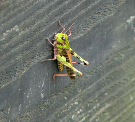 d0091754_3383936.jpg