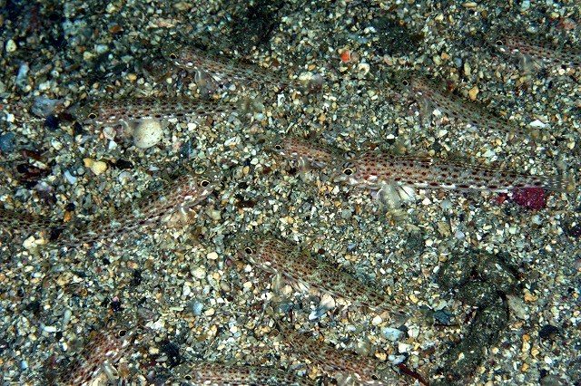 a0079659_8204619.jpg