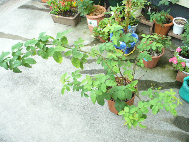 f0074659_2056076.jpg