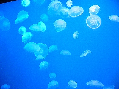 c0037164_11465846.jpg