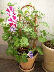 c0102268_0533314.jpg