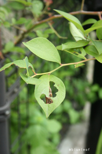c0027369_9205128.jpg