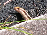 c0118496_1921216.jpg