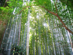 c0055305_227466.jpg