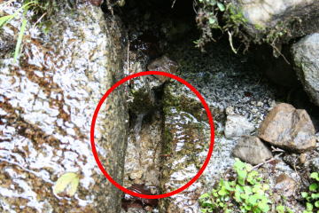 e0070606_158138.jpg