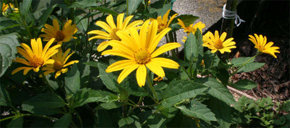 c0011009_2194012.jpg