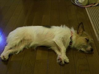 a0089120_1112841.jpg