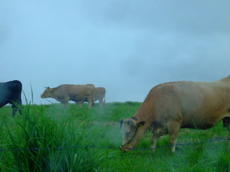 e0088654_1110247.jpg