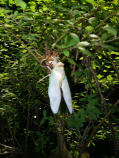 e0083097_0241129.jpg