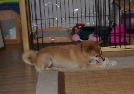 f0004309_22455882.jpg