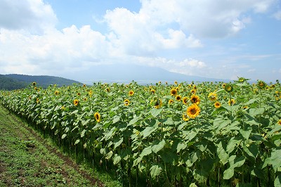 c0083439_3302941.jpg