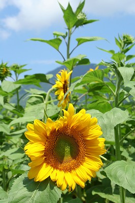 c0083439_333510.jpg