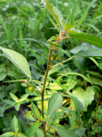 d0091754_1736245.jpg