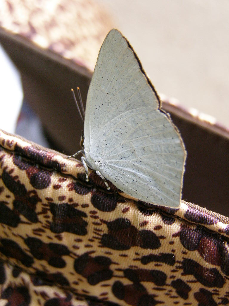 e0064158_053594.jpg