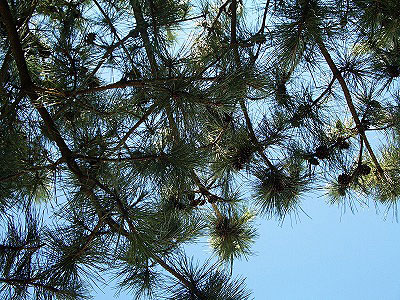 c0045882_9124345.jpg