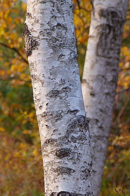 c0134295_2351781.jpg